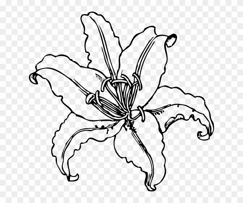 Tiger Lily Outline Clipart Graphic Freeuse - Tiger Lily Line Drawing - Png Download #928772