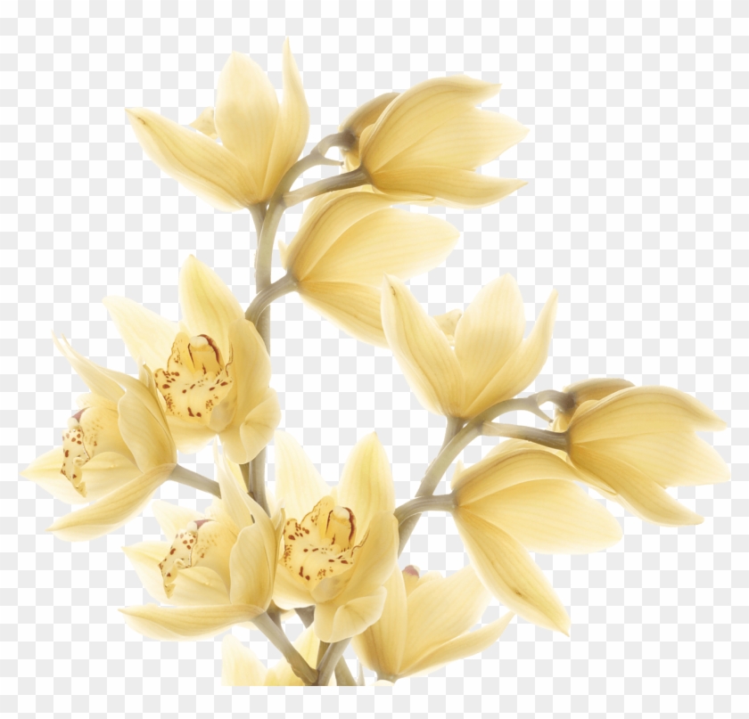 Feature Image - Cluster-lilies Clipart #929109