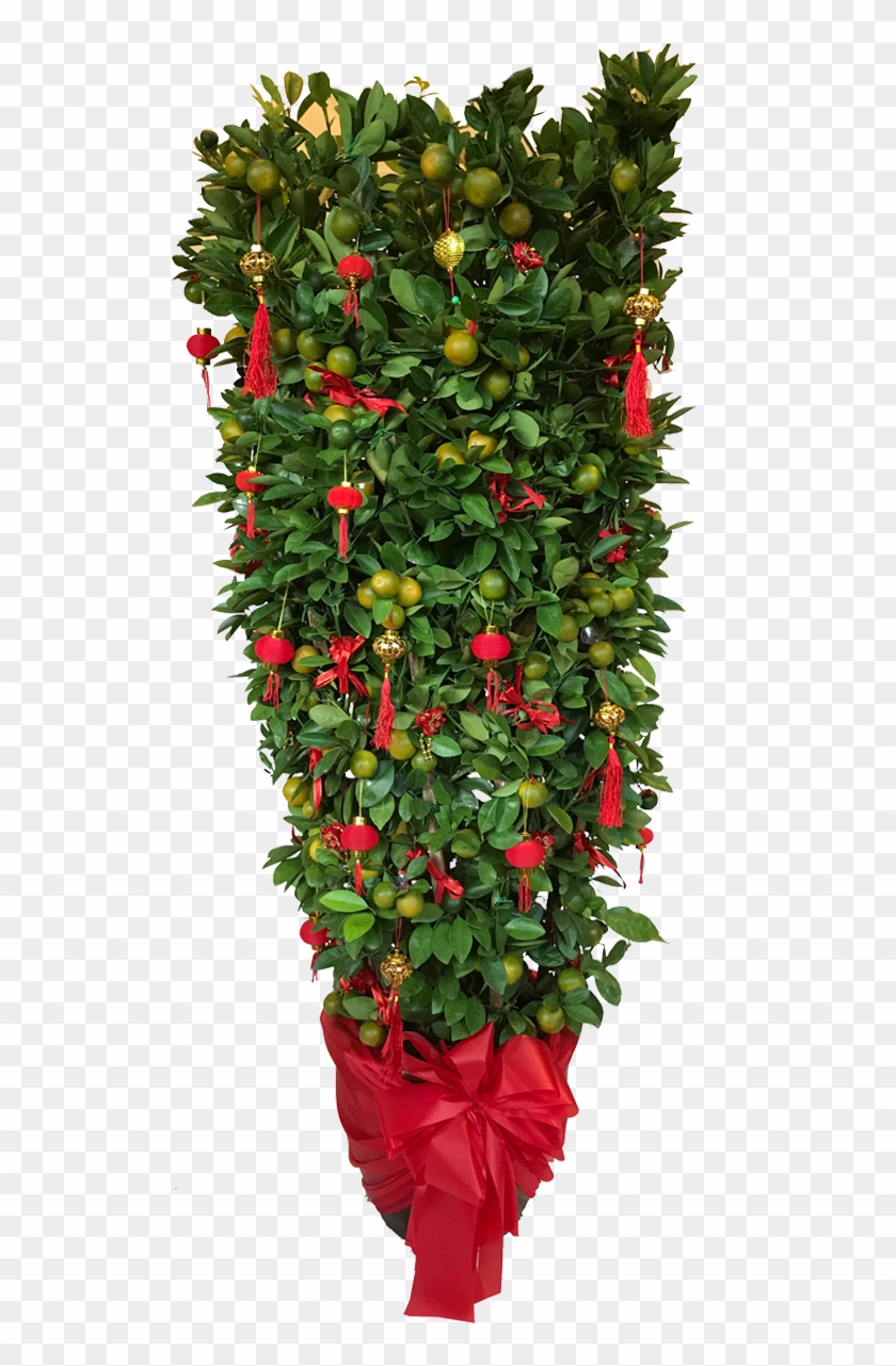 5′ Lime Tree Clipart