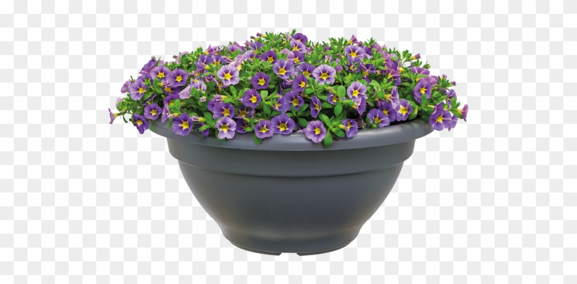 Home > Collection > Torino Bowl - Flowerpot Clipart #930594