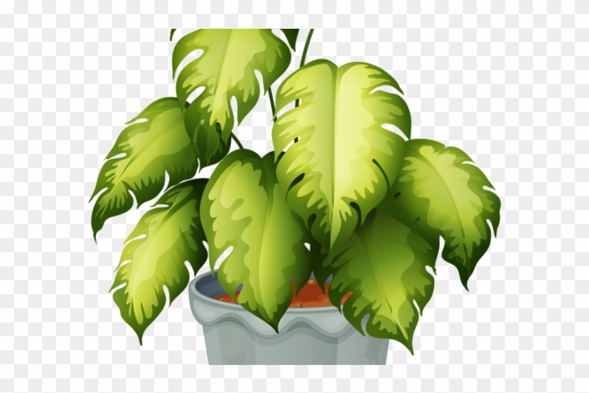 Potted Plants Clipart 3 Leaf - Non Flowering Plants With Names - Png Download