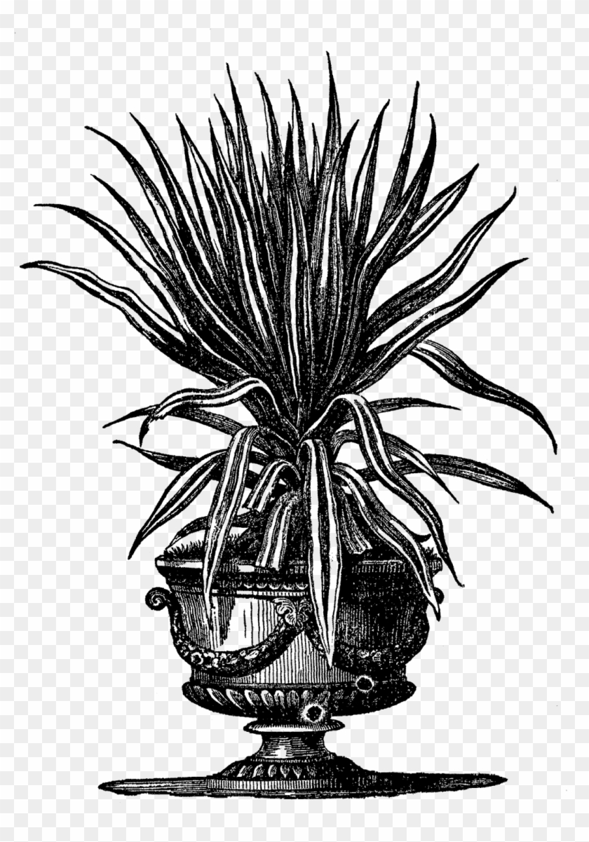 Digital Potted Plant Downloads - Illustration Clipart #930815