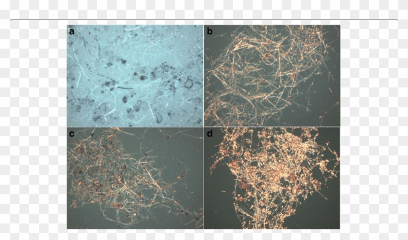 Png Black And White Microscope Clipart Soil - Spider Web Transparent Png #932093