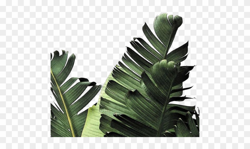 Poppins-me - Minimalist Leaves Background Clipart