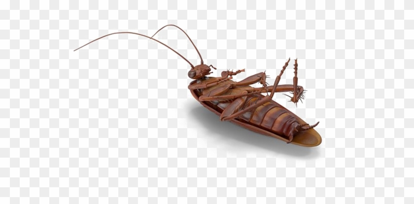 Cockroach Png No Background - Membrane-winged Insect Clipart