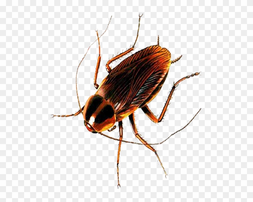 Cockroach Fly Spider - Cockroach Transparent Clipart