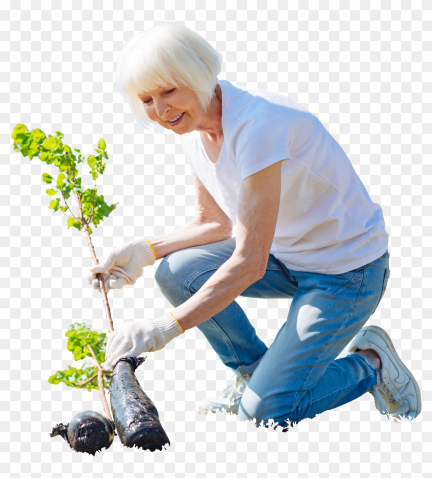 Cutout Elder Woman Planting Tree,garden Activity - Cut Out People Gardening Clipart
