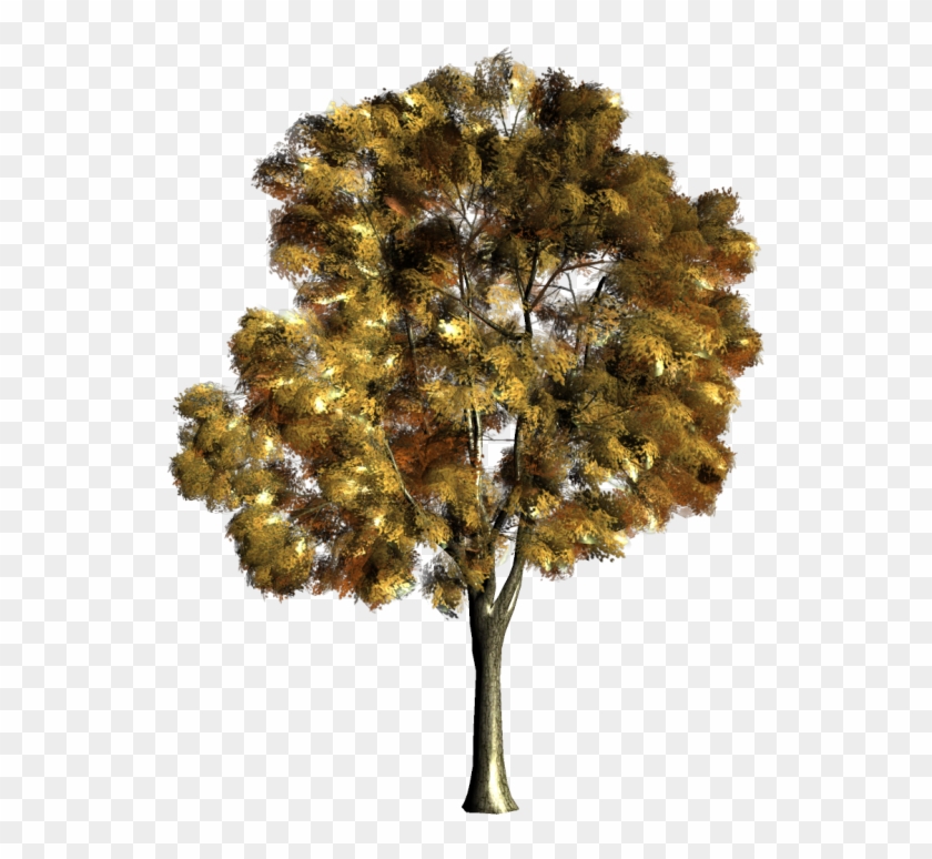 Arbre,png - Acuarela En Arboles Clipart #933391