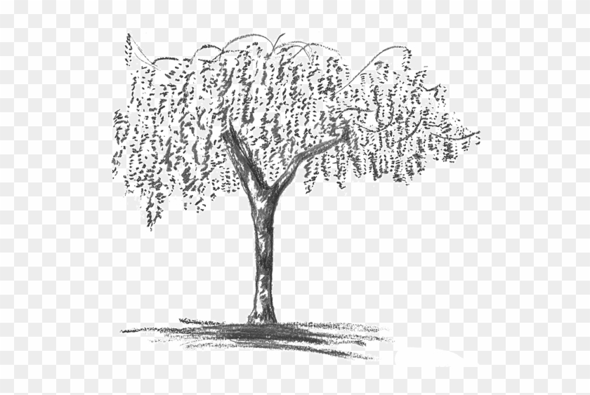 Wisteria Grey - Wisteria Tree Drawing Png Clipart