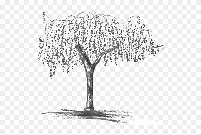 Wisteria Grey - Wisteria Tree Drawing Png Clipart #933544