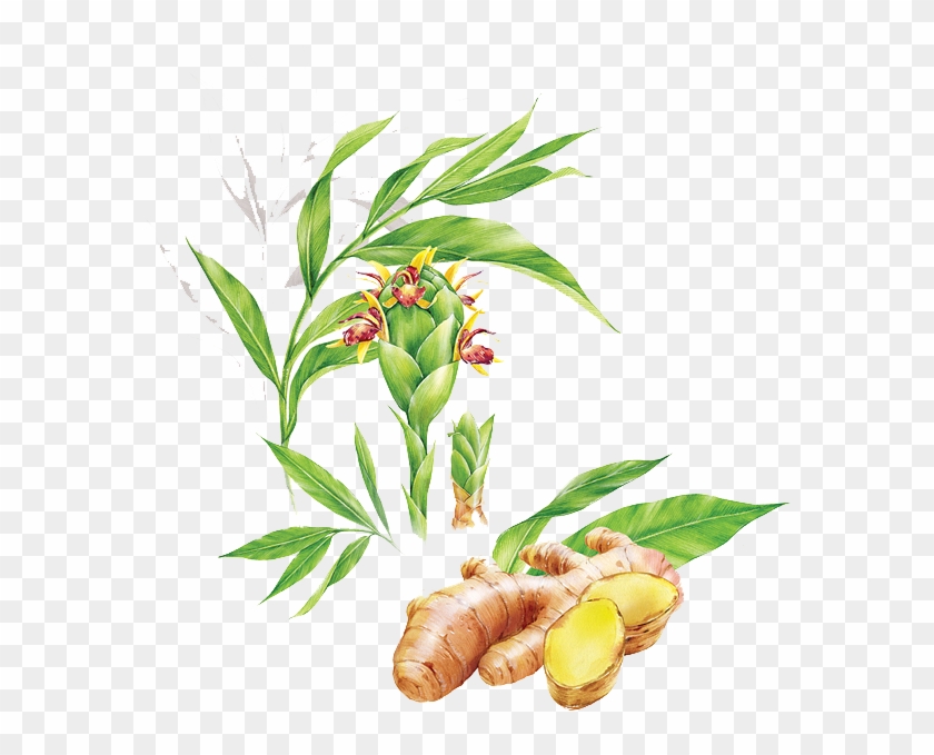 Ginger Vector Leaf Png Free Stock - Ginger Clipart