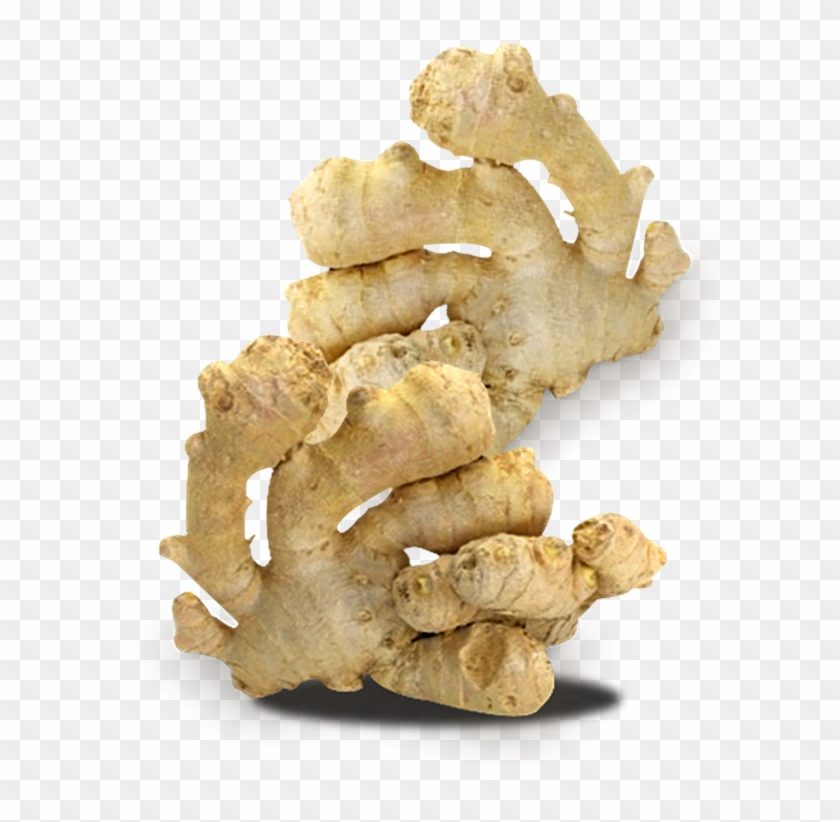 Ginger Clipart Turmeric - Ginger Oleoresin - Png Download