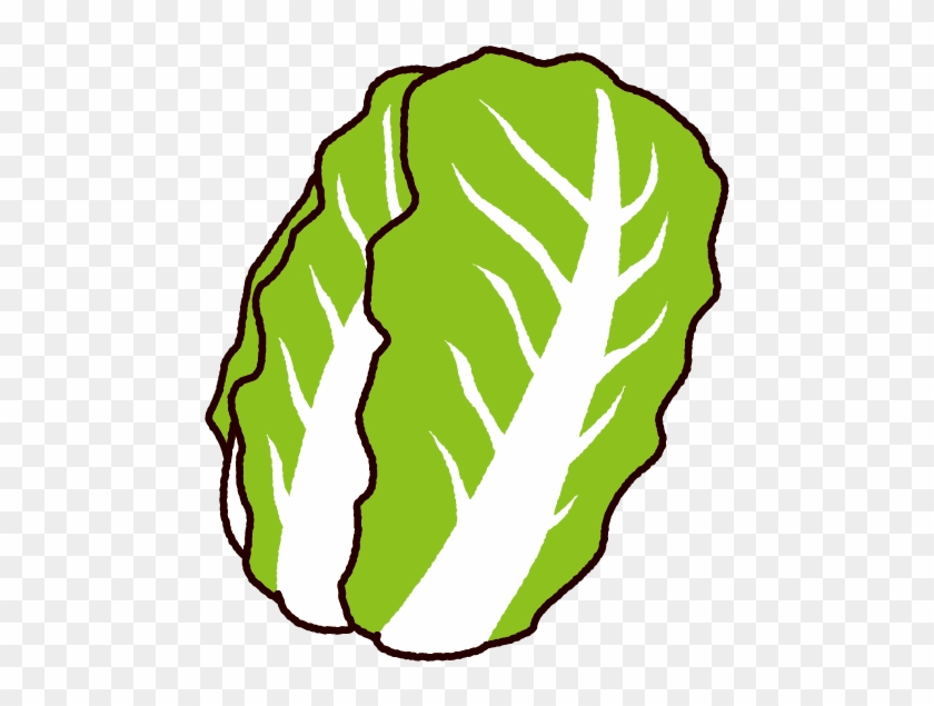 Chinese Cabbage Png Download Clipart