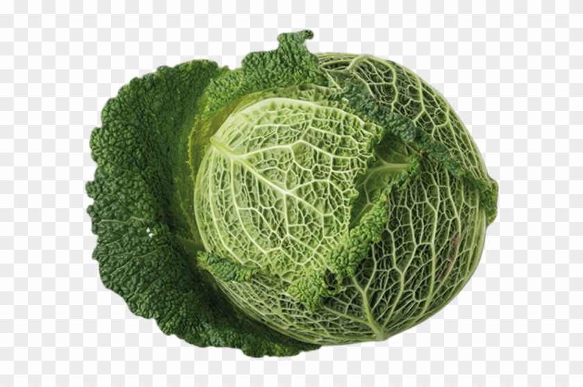 4 Unit - Savooikool Png Clipart #935025