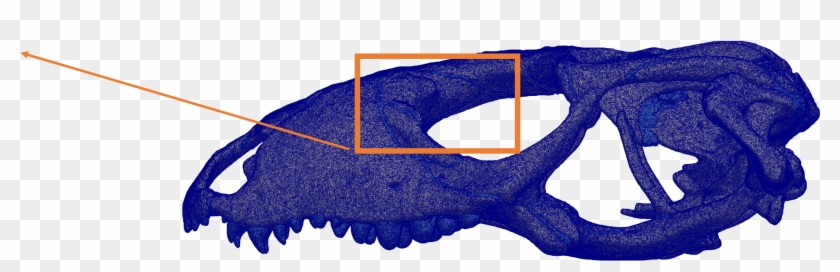 Why Is It Important To Understand How Skulls Deal With - Echinoderm Clipart