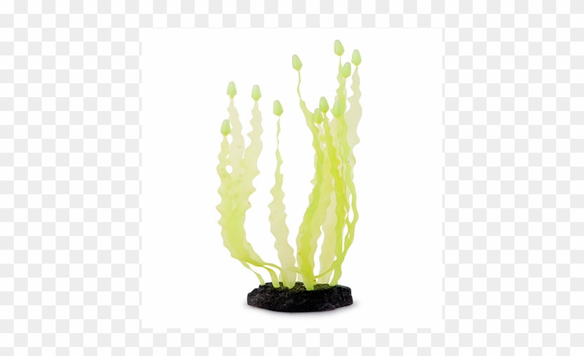 Sporn Yellow Caulerpa Seaweed - Cactus Clipart