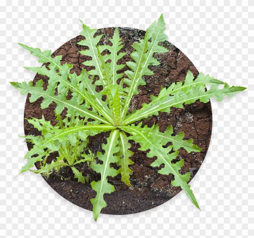 Daun Tempuyung , Png Download Clipart