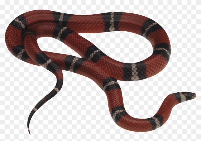Snake Png Transparent Background , Png Download Clipart