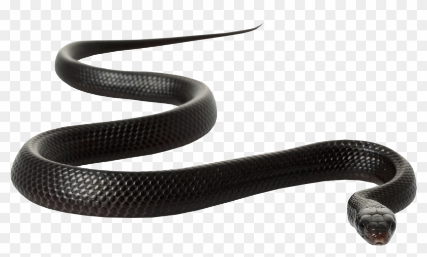 Black Rat Clip Art Snakes Transprent Png - Black Mamba Snake White Background Transparent Png