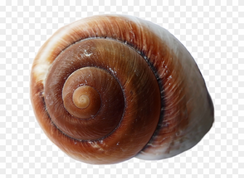 Concha Do Mar Preta Clipart