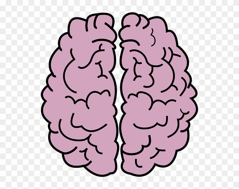 Brain, Organ, Head, Mind, Gray Matter, Creativeness - Brain Outline No Background Clipart #937522