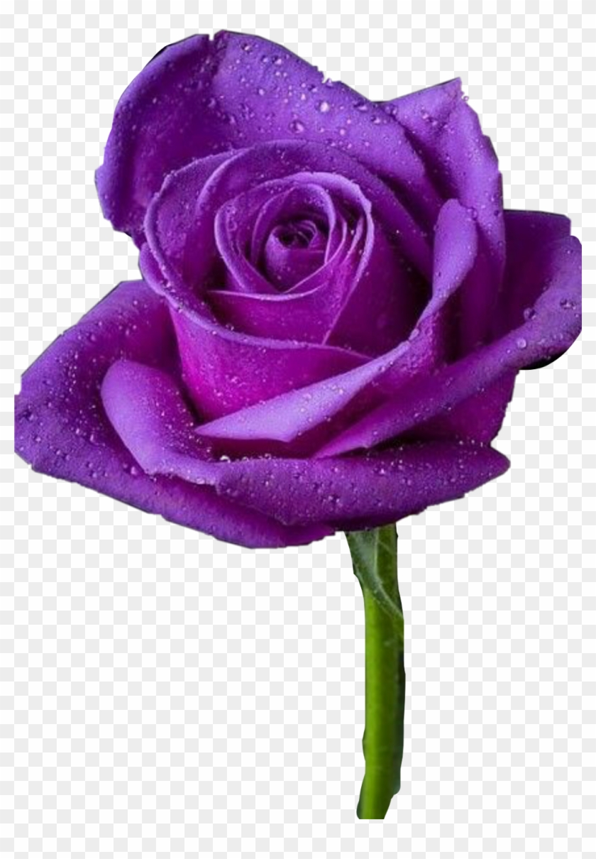 Report Abuse - Rosas Bonitas De Todos Los Colores Clipart #940916