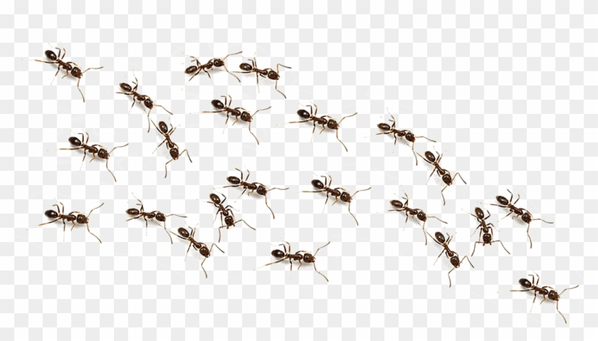 Ants Png - Transparent Ants Png Clipart #941090