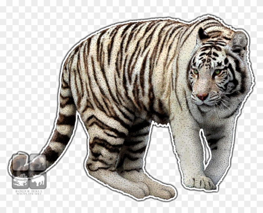 Free Png Download White Tiger Wall Clock Png Images - Transparent White Tiger Clipart #941606