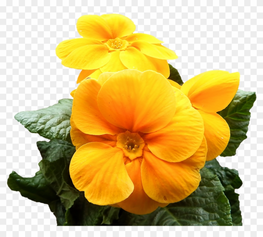 Primrose Yellow Flowers - Primula Png Clipart
