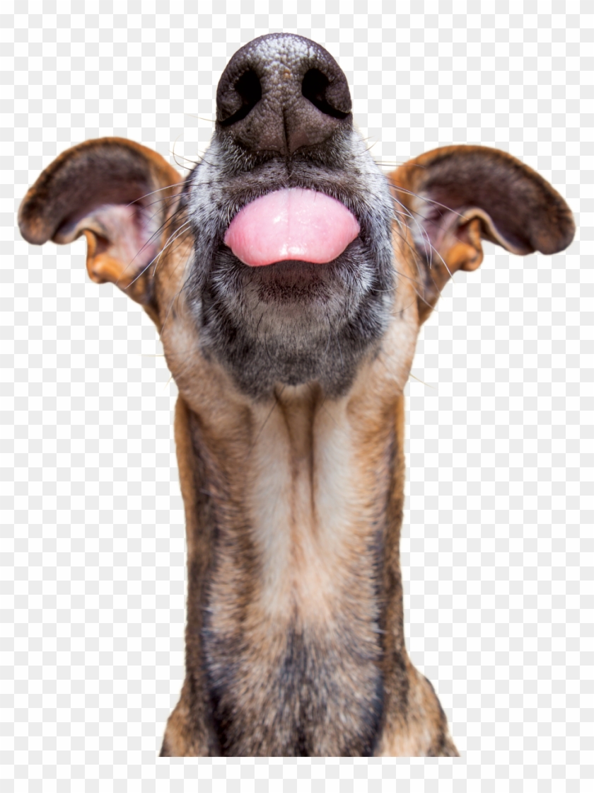 We Can All Agree That We Want Our Pets To Live Long, - Dog Clipart