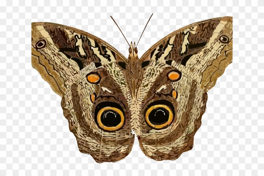 Moth Clip Art - Png Download #941941