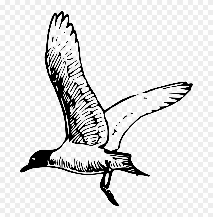 Franklin S Seagull - Black And White Seagull Png Clipart #942162