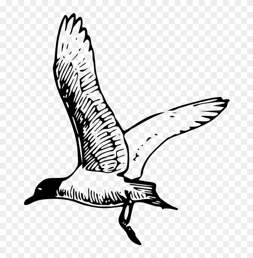Franklin S Seagull - Black And White Seagull Png Clipart
