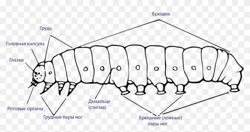 External Morphology Of The Caterpillar Rus - Morphologie De La Chenille Clipart #942461