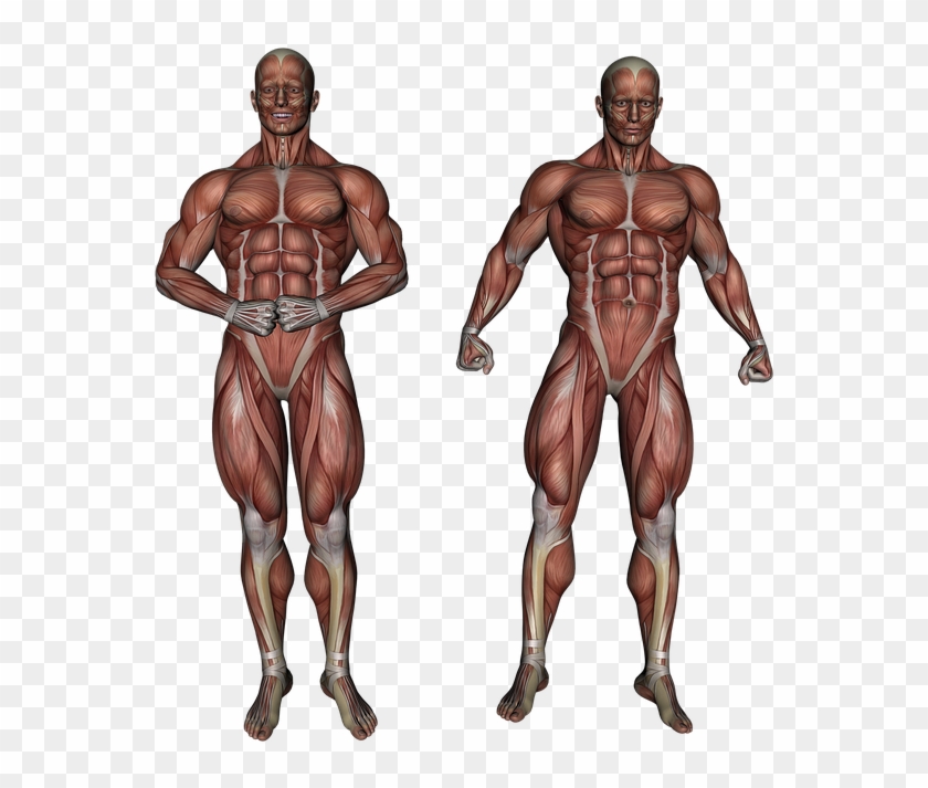 Muscle Muscular System Anatomy Bodybuilding - Anatomie Png Clipart #943342