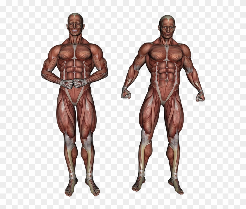 Muscle Muscular System Anatomy Bodybuilding - Anatomie Png Clipart