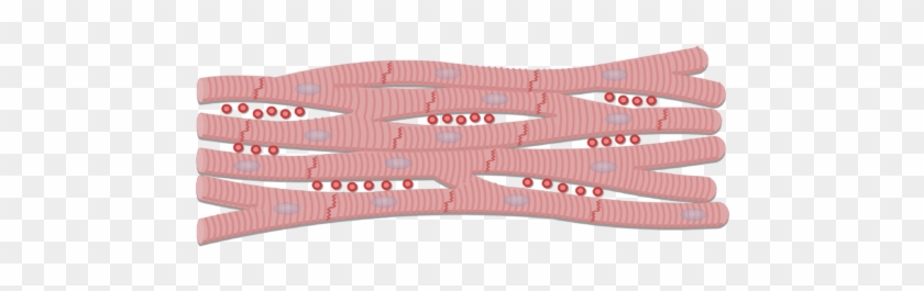 Unlabelled Image Of The Cardiac Muscle Cells - Cardiac Muscle Tissue Cell Clipart #943352