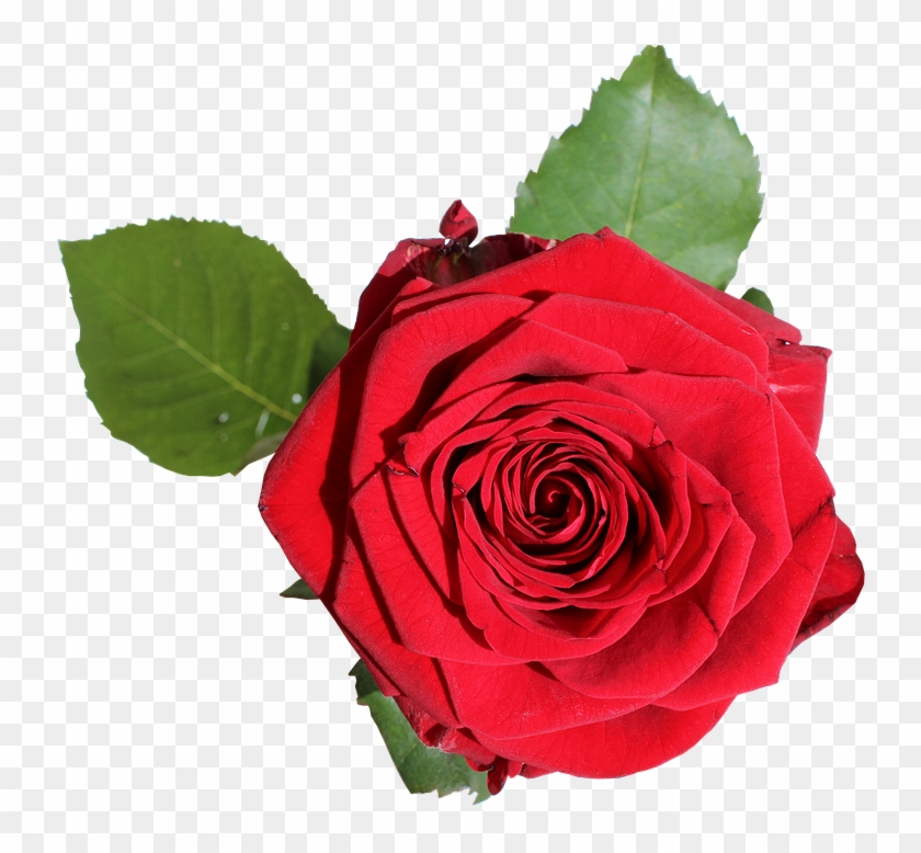 Red Rose With Green Leaves - 장미 Png Clipart #943449
