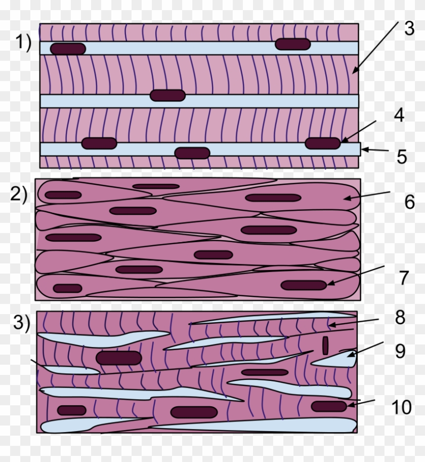 Muscle Tissue Png Pluspng - Skeletal Muscle Multiple Nuclei Clipart #943489