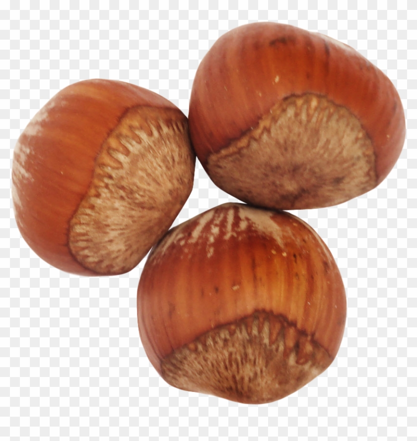 Hazelnut Png Clipart
