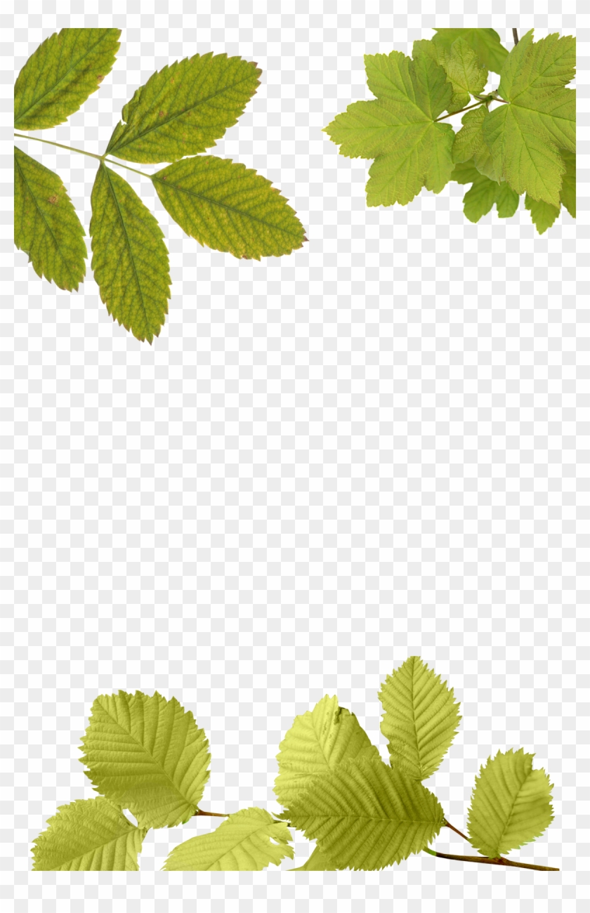 Image - Leaves Overlay Png Clipart