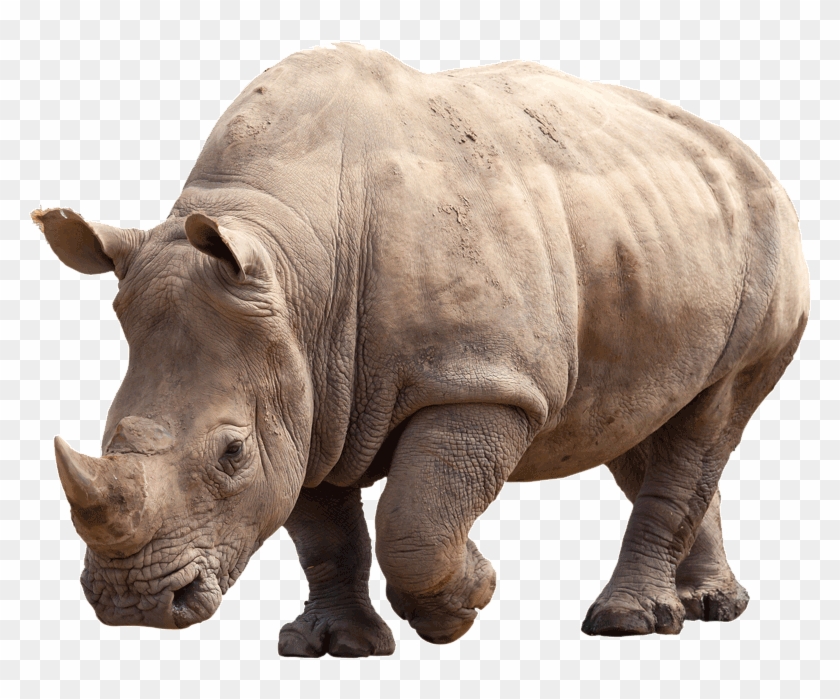 Paws 4 Africa Rhino - Black Rhinoceros Clipart
