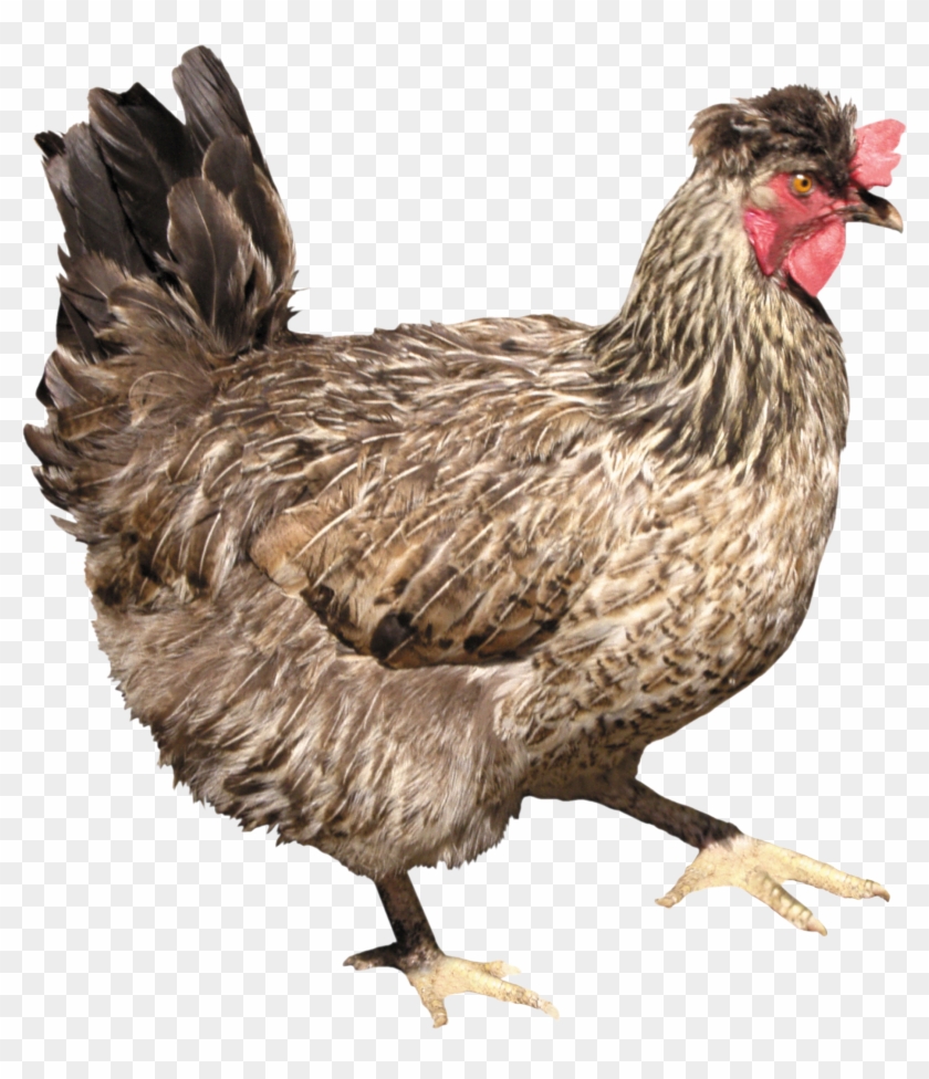 Chicken Png Image - Png Chicken Clipart