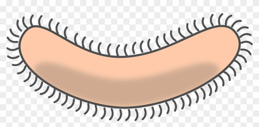 Bacteria Clipart Transparent Background - Bacterium Clipart - Png Download #949890