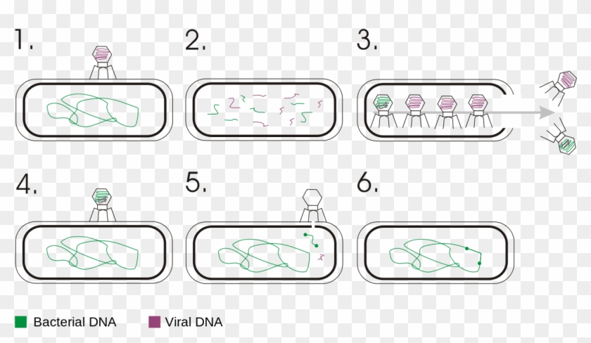 A Phage Infects A Bacterium With Its Genome And Some - Genetic Transduction In Bacteria Clipart #949960
