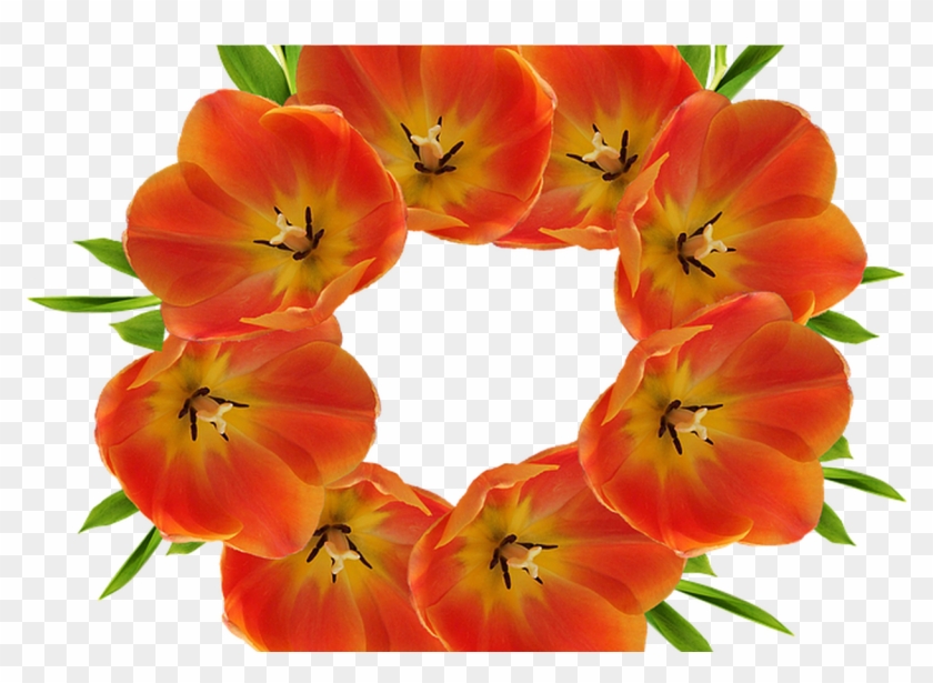 Crown Flowers Flower Free Image On Pixabay - Portable Network Graphics Clipart #950731