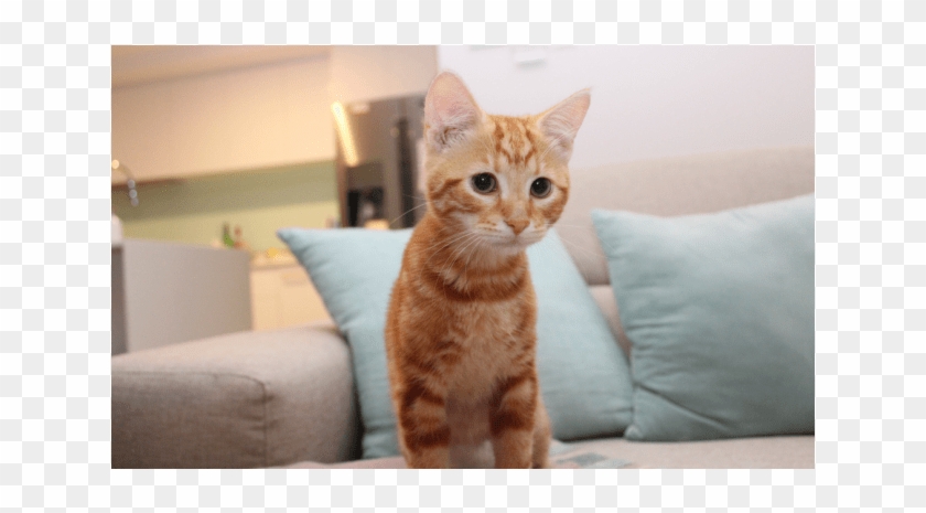 Photo Of Dorito Nk2618 - Arabian Mau Clipart