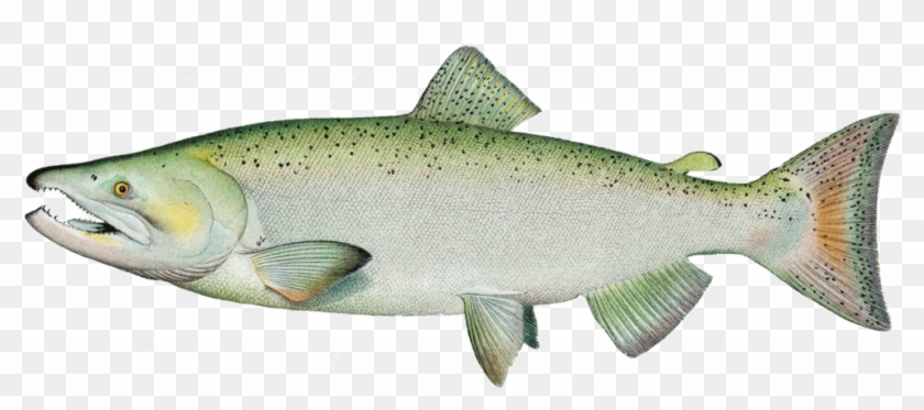 Chinook-salmon - Ivory King Salmon Clipart #951010