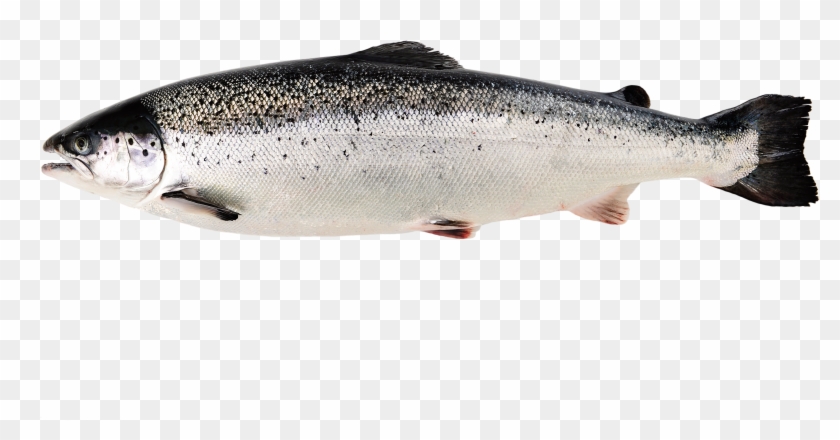 Salmon Del Atlantico Caracteristicas Clipart #951040