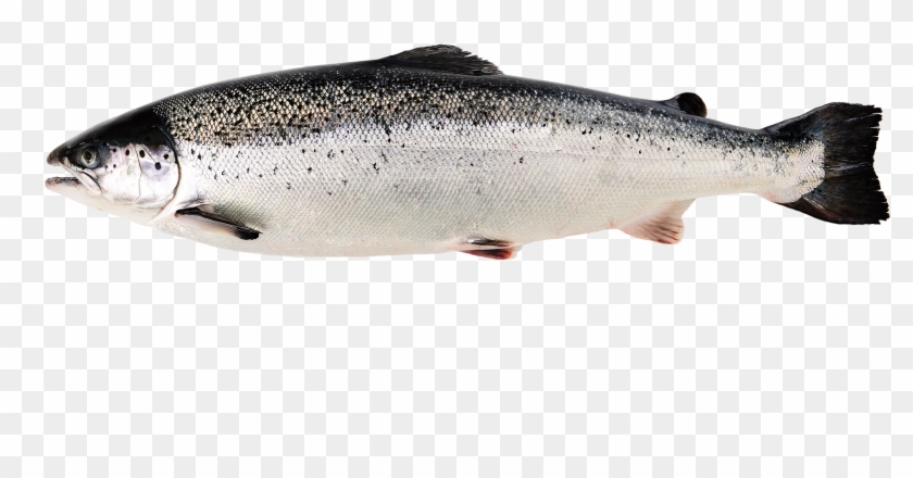 Salmon Del Atlantico Caracteristicas Clipart